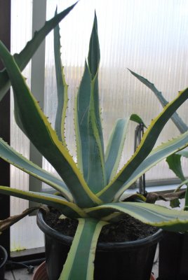 Agave americana - agáve americká